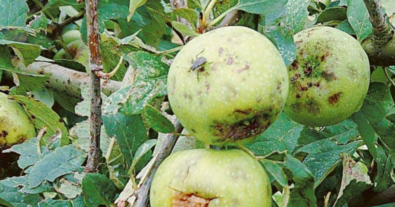 Flagello cimici, produttori esasperati