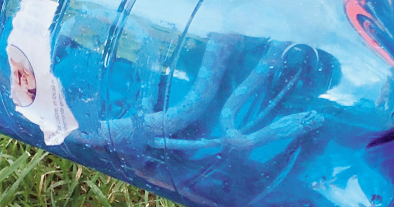 Serpente sbuca alla festa dei bimbi, ma è innocuo