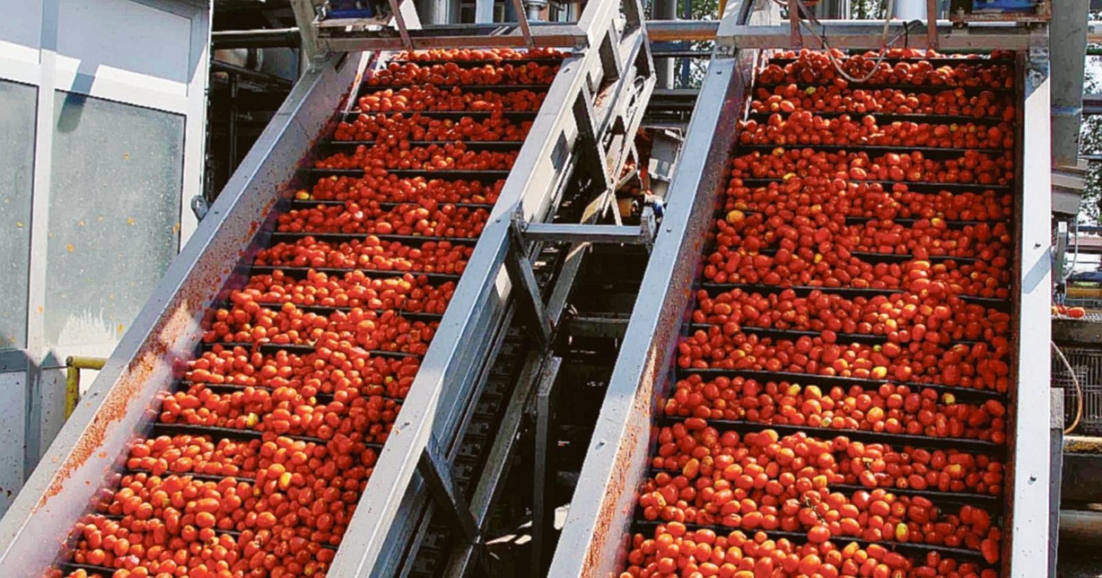 Il satellite per i campi di pomodoro