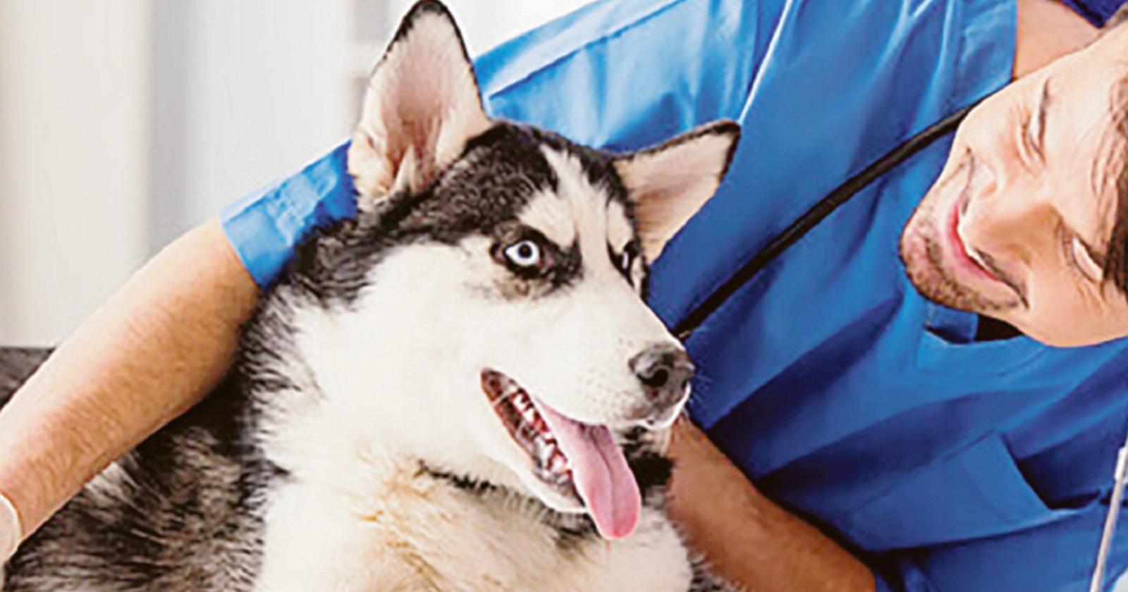 Patentino per cani morsicatori