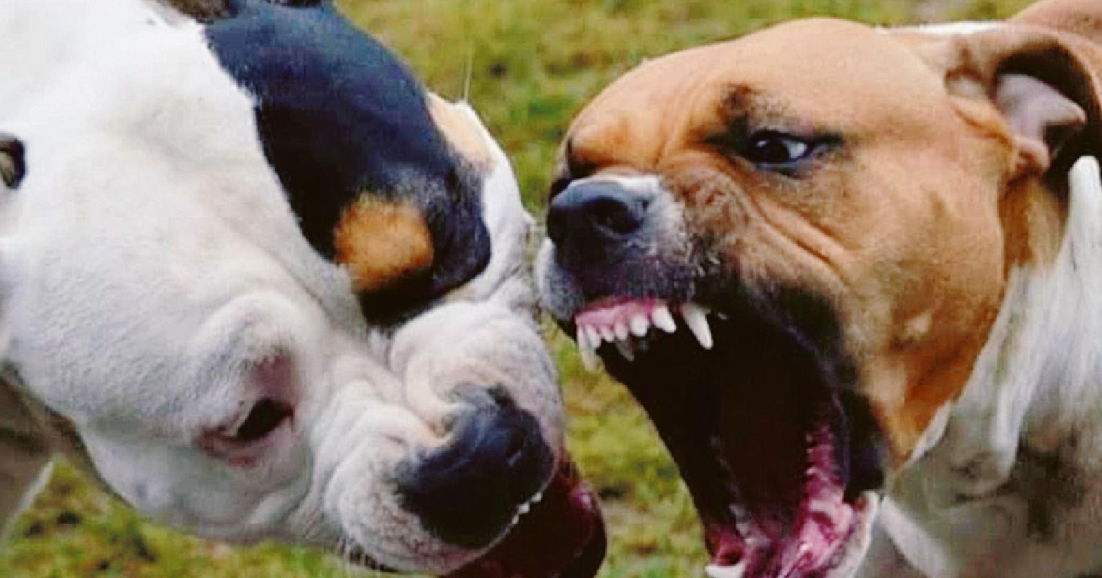 Cani liberi, scattano i controlli dei vigili nei parchi