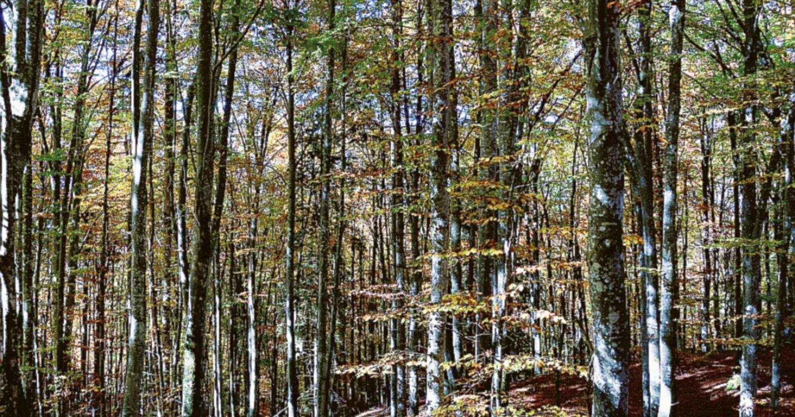 Il bosco rinasce a un anno da Vaia