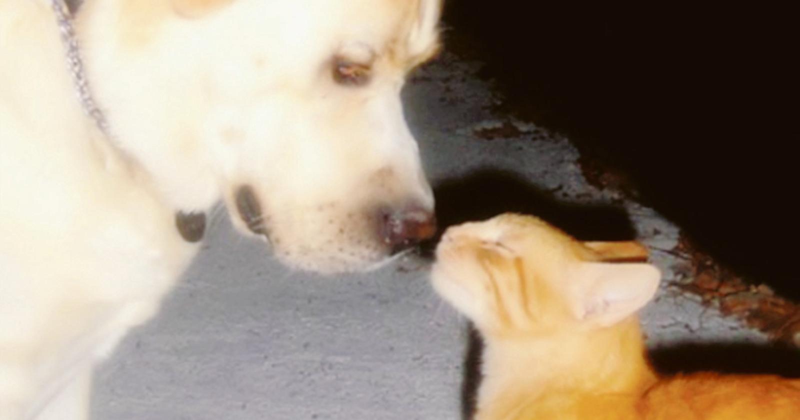 Curare il diabete di cani e gatti
