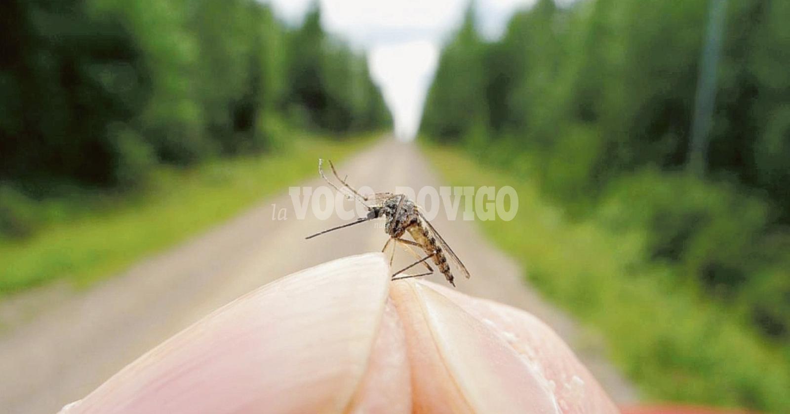 Guerra dichiarata a topi e zanzare