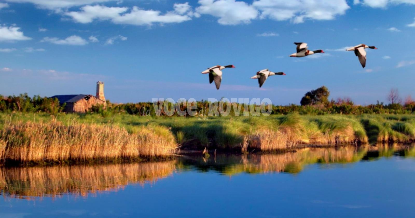 Delta del Po, materia di studio