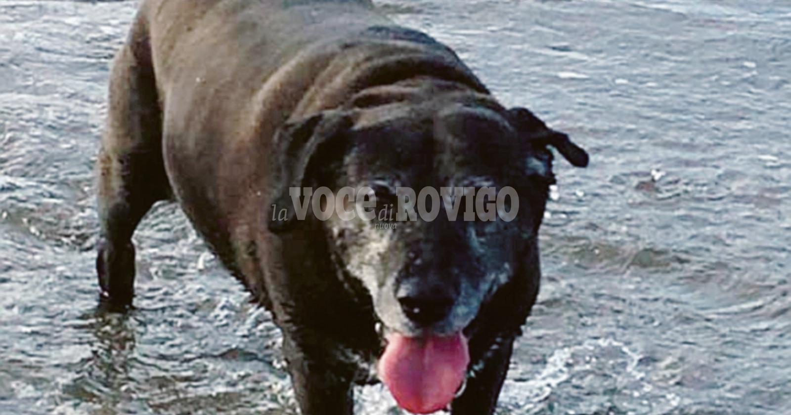 Addio al cane che salvò Giorgio