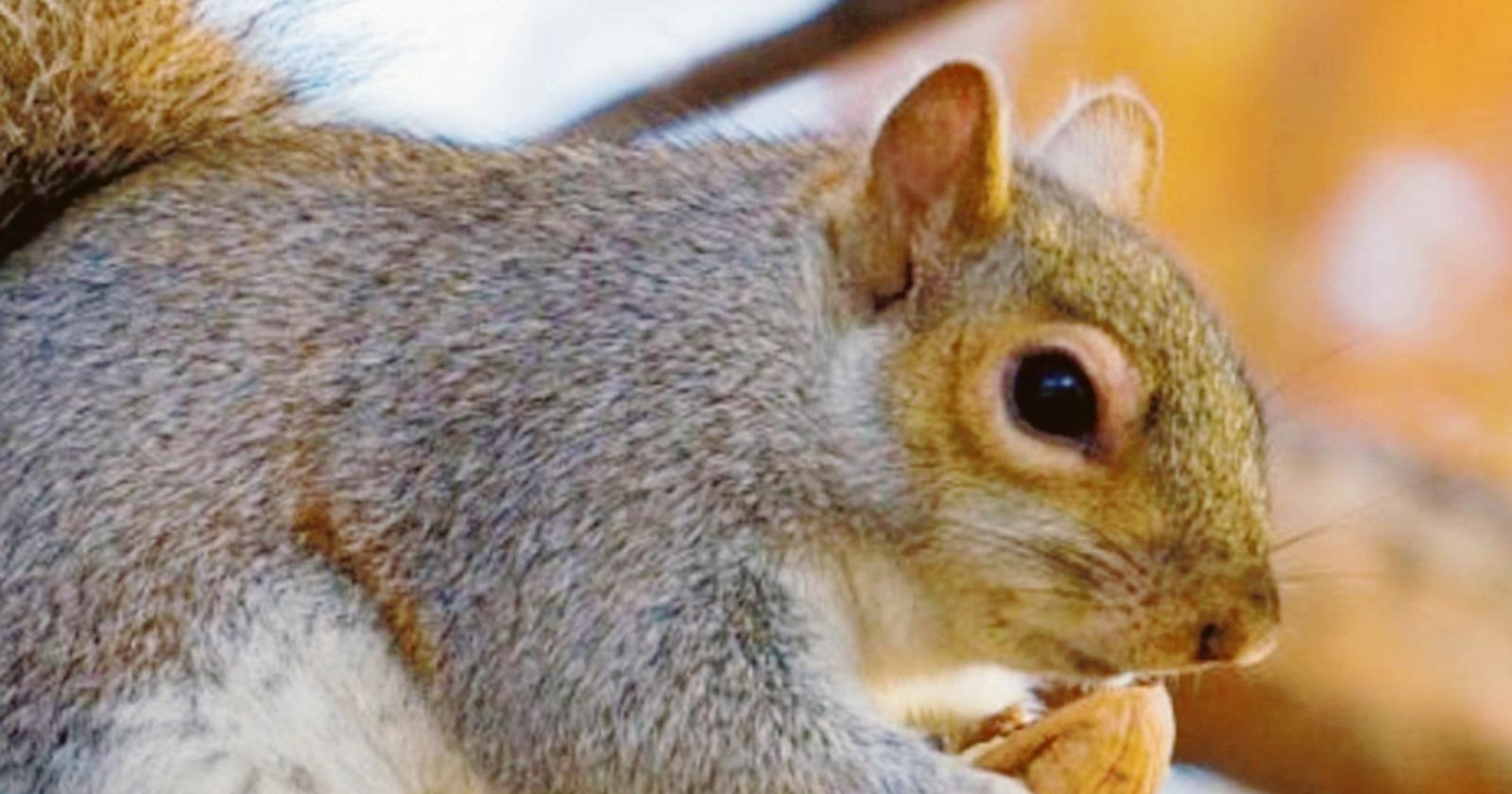 Un animaletto tutto da scoprire
