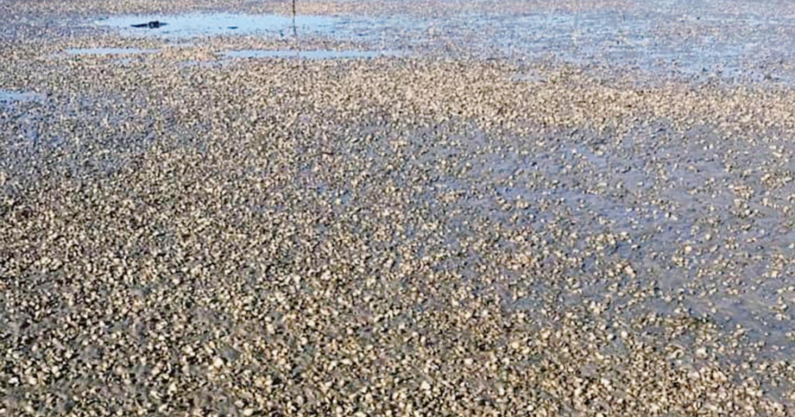 Tonnellate di vongole morte da smaltire