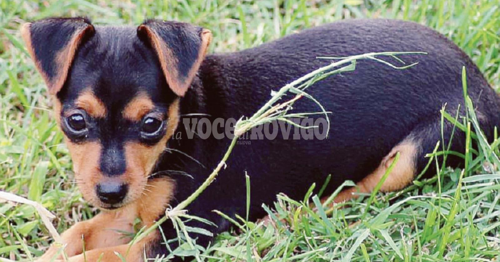 La cagnolina Lola uccisa dal veleno