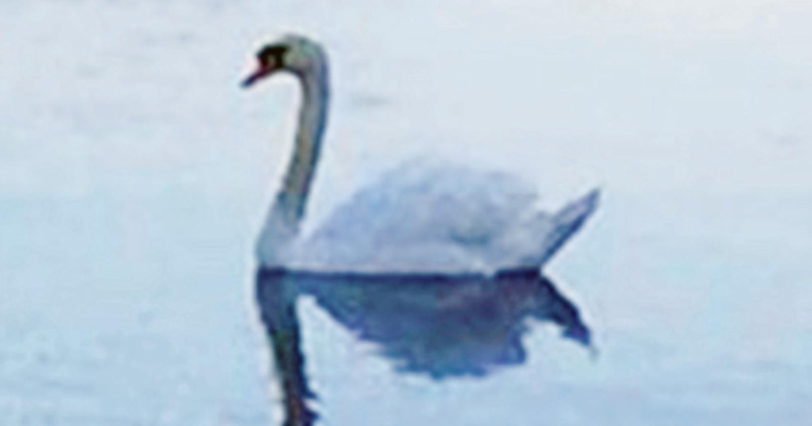 Avvistato un cigno sul Po, vicino alla spiaggia di Barricata