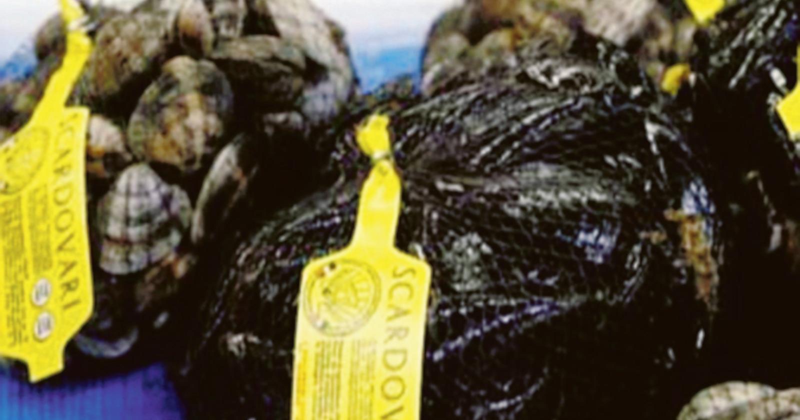 Cozze, si sta azzerando la produzione