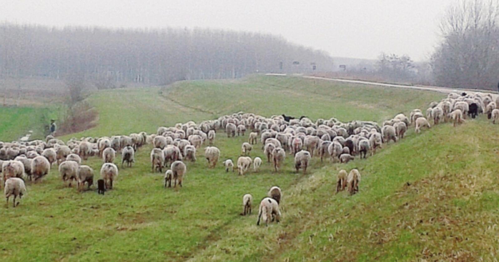 Lo spettacolo delle pecore libere sugli argini del Po