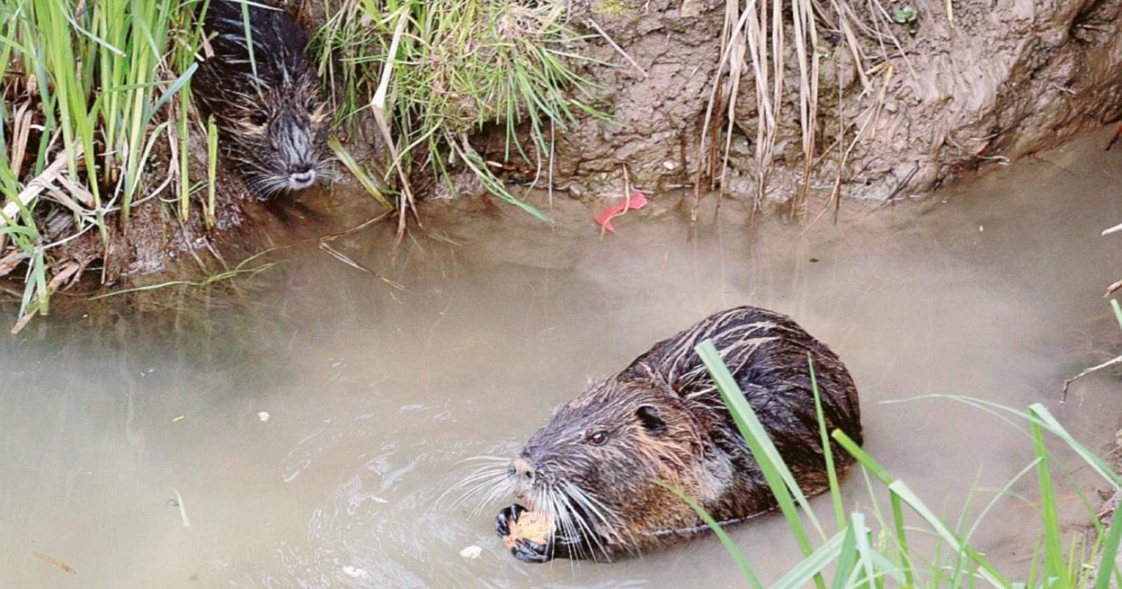 L'allarme dal mondo dell'agricoltura: “Troppi danni, ora basta nutrie”