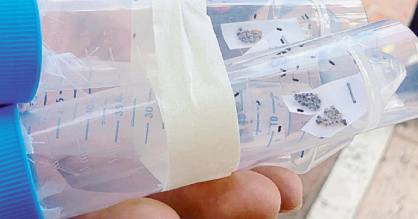 Primo lancio delle vespe samurai per combattere la cimice asiatica