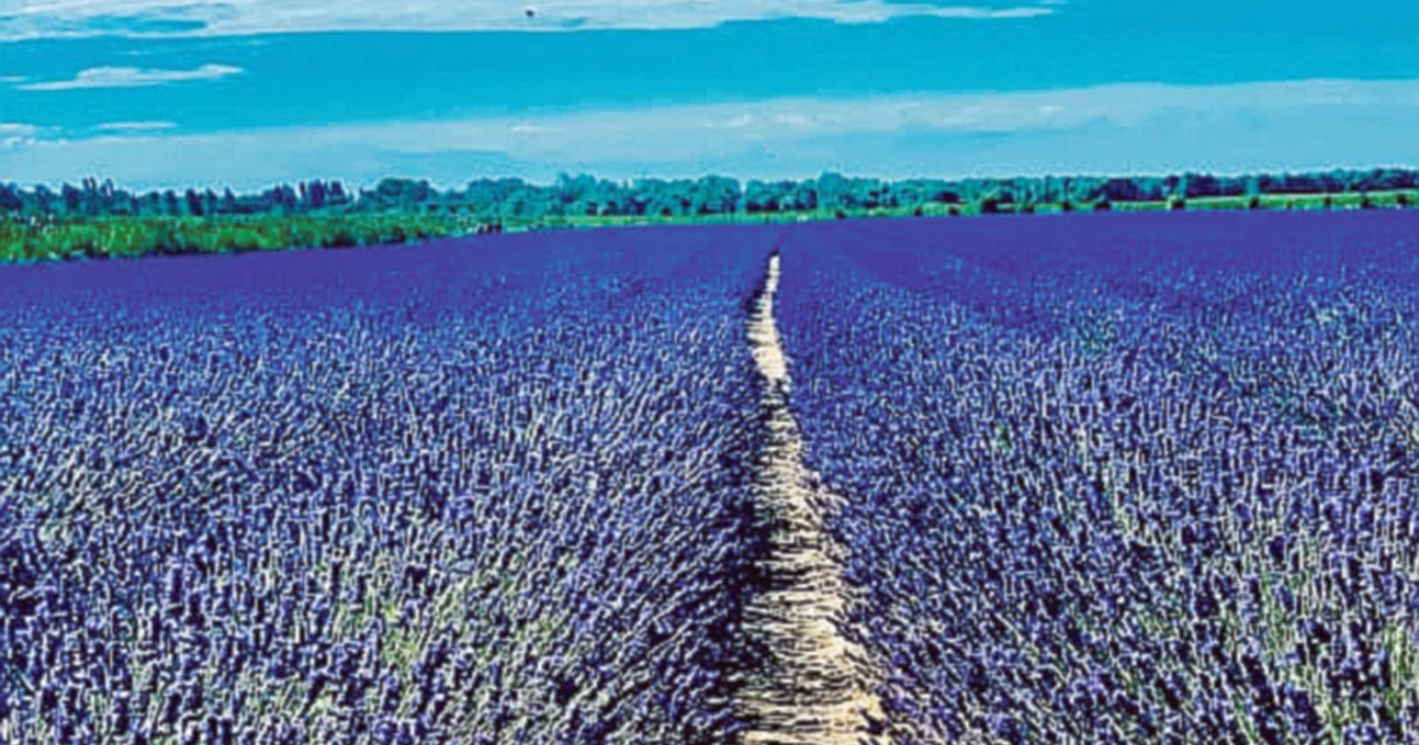 Lavanda: dopo i vandali, anche i ladri