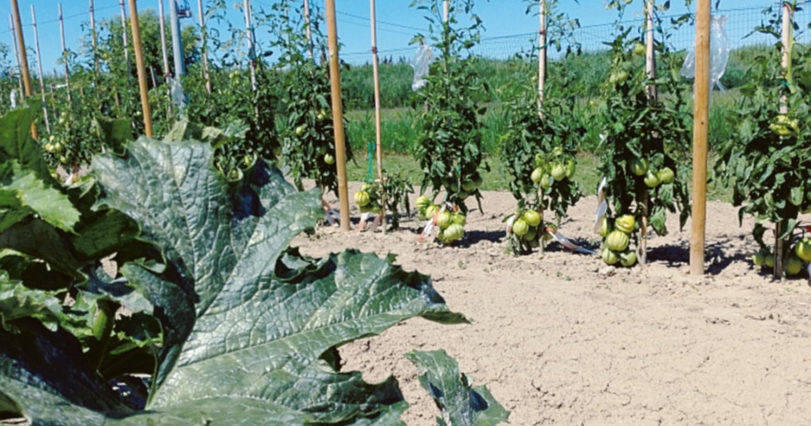 Un giardino ricco di solidarietà