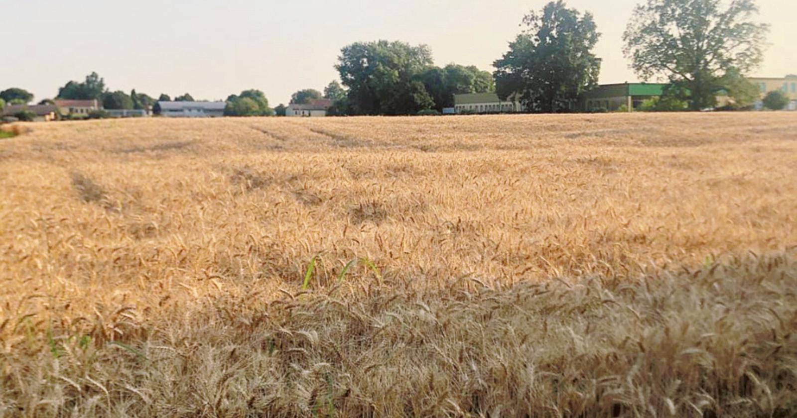 Mais addio, siamo terra di grano