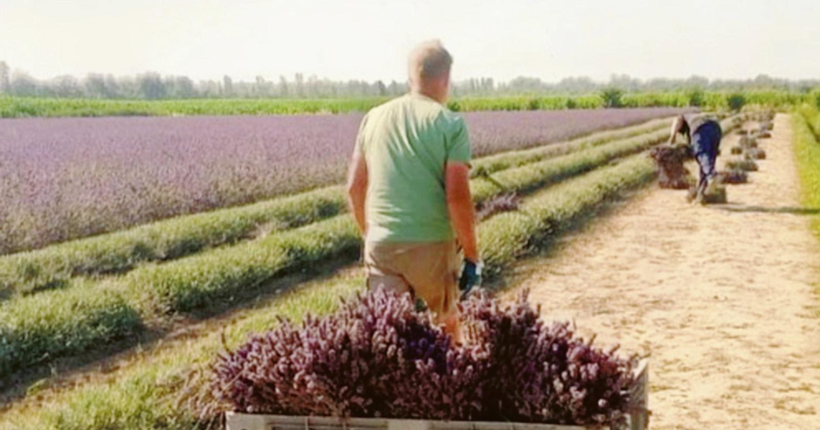 E&rsquo; ora di raccogliere l&rsquo;oro viola