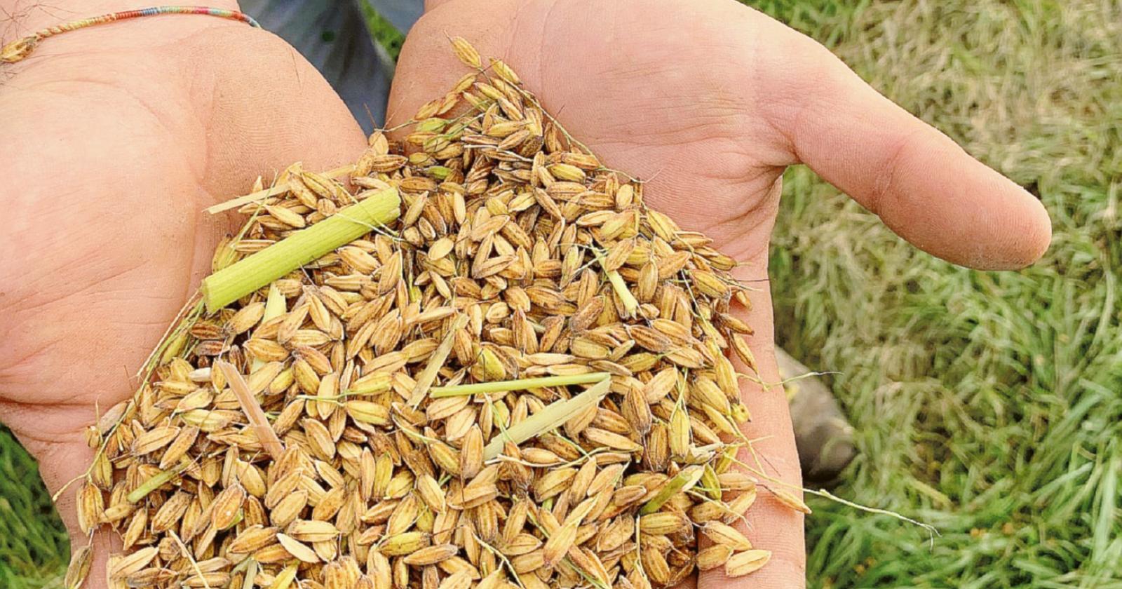 Il Riso del Delta del Po punta al Bio per essere ancora più competitivo