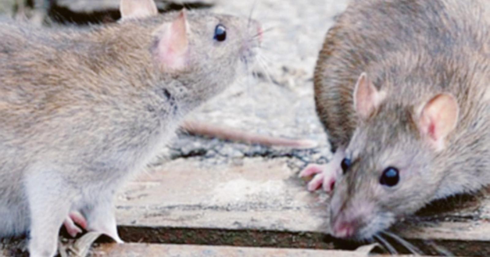 Allarme per i topi in pieno centro