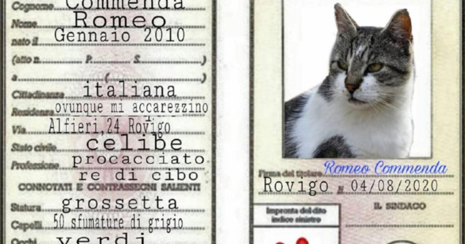 Non solo Rossini: mici star del web. Ecco le mascotte di Rovigo