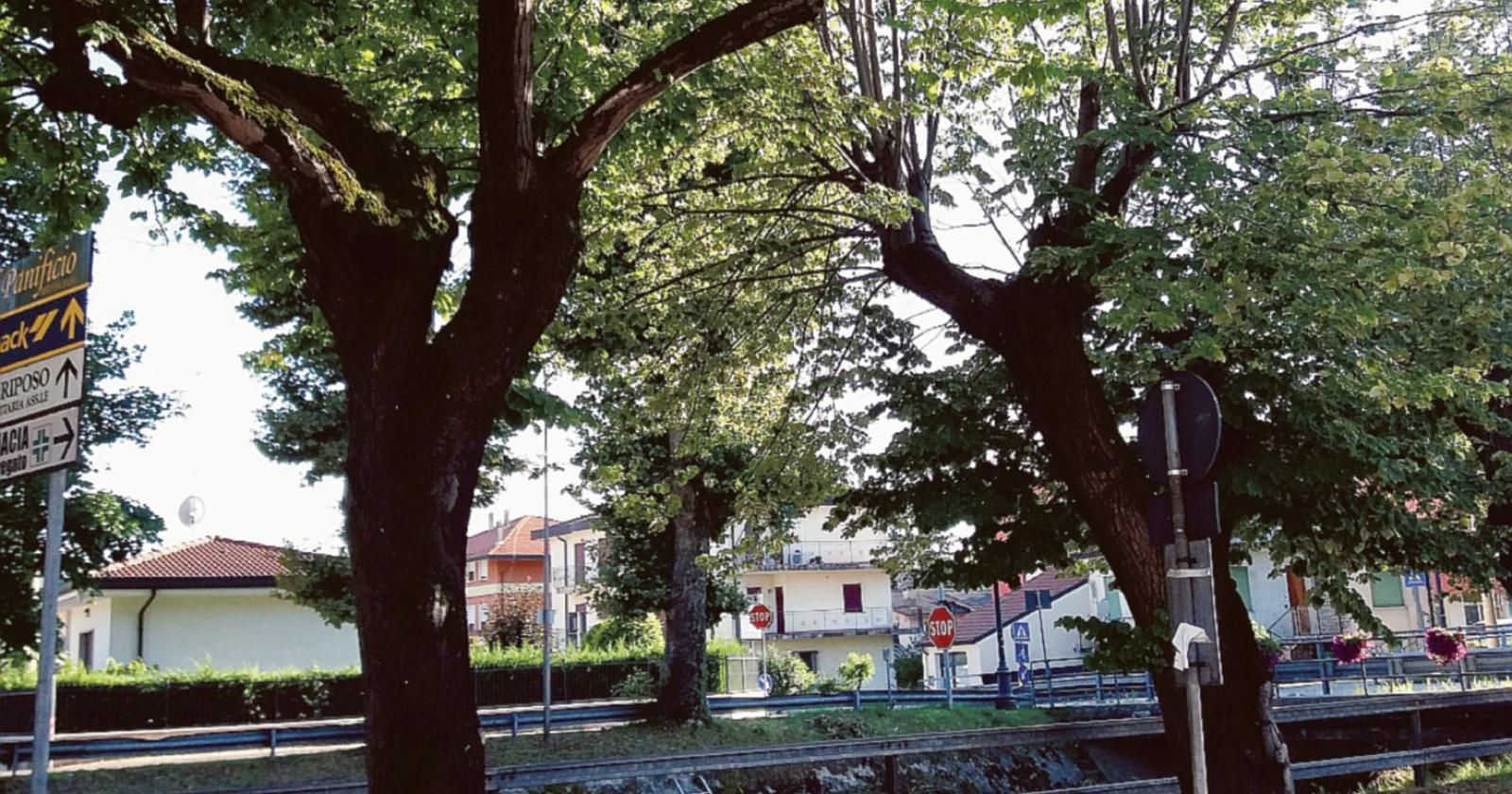 8mila alberi gratis per i rodigini
