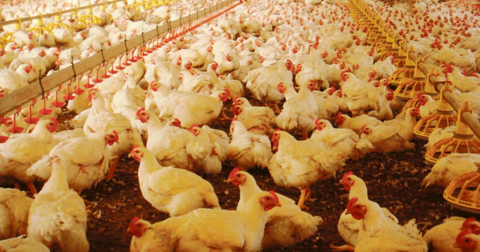Stop all’allevamento di polli a Boara