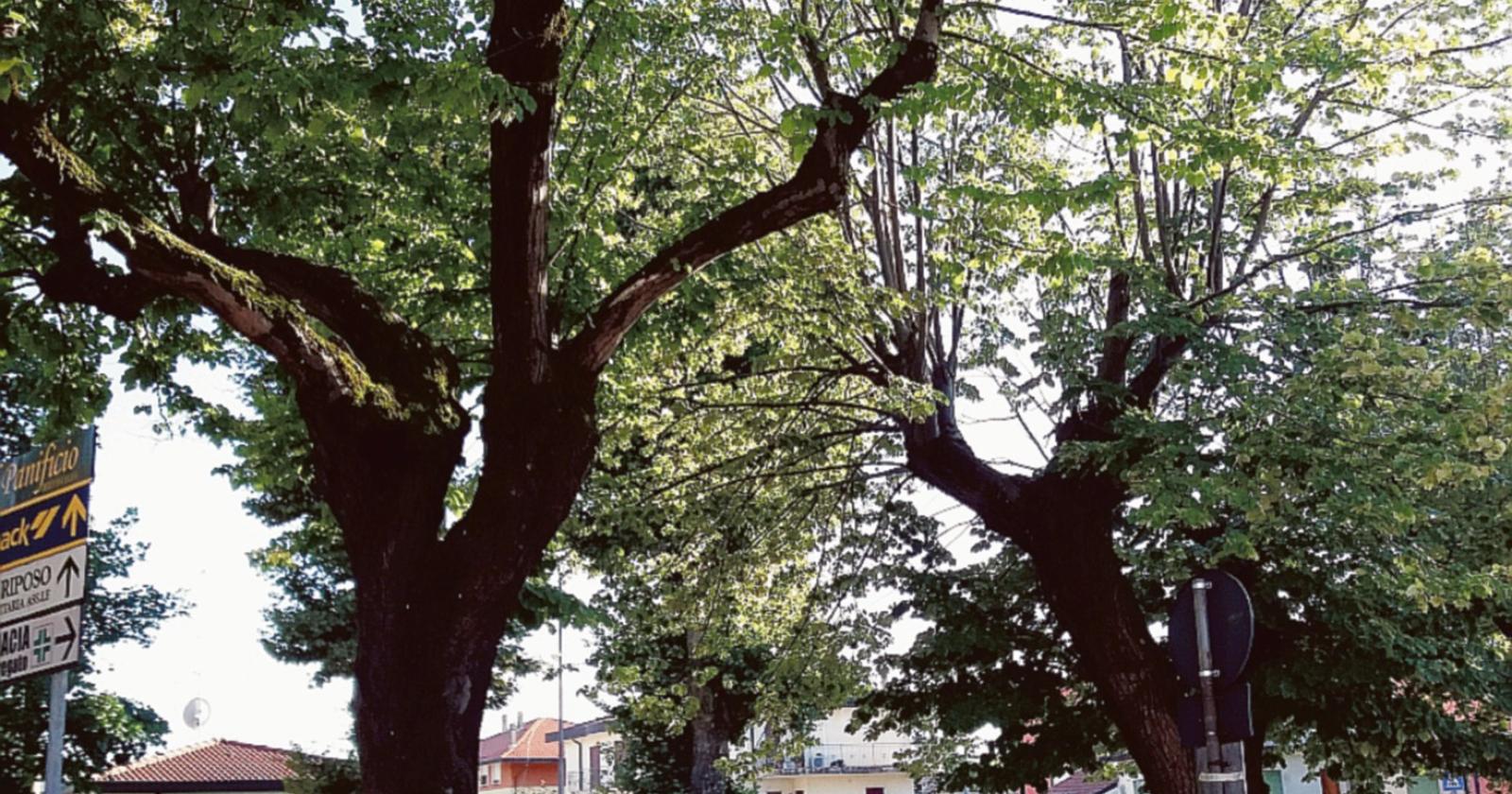 Alberi gratis per chi li pianterà