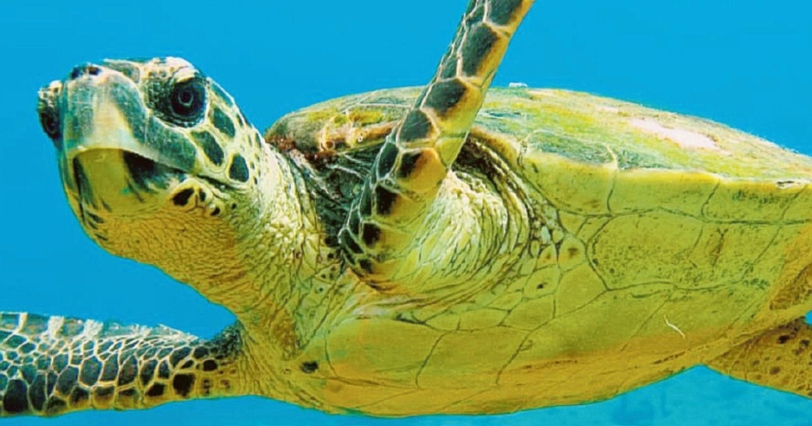 Nasce il paradiso delle tartarughe e dei delfini