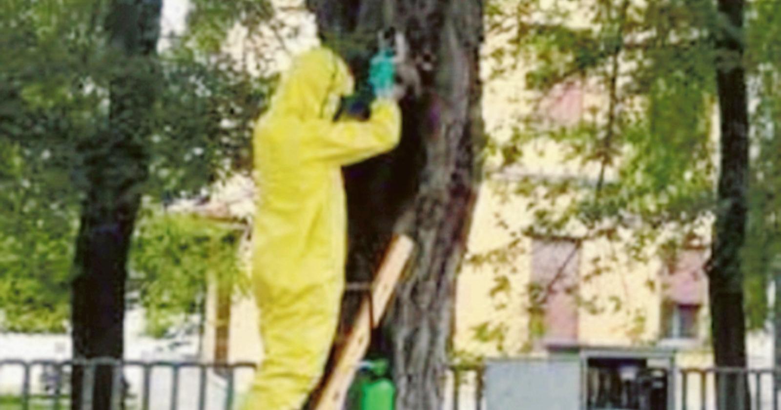 Allarme vespe al seggio elettorale