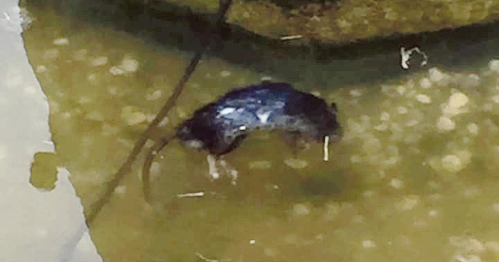 Un topo morto nella fontana