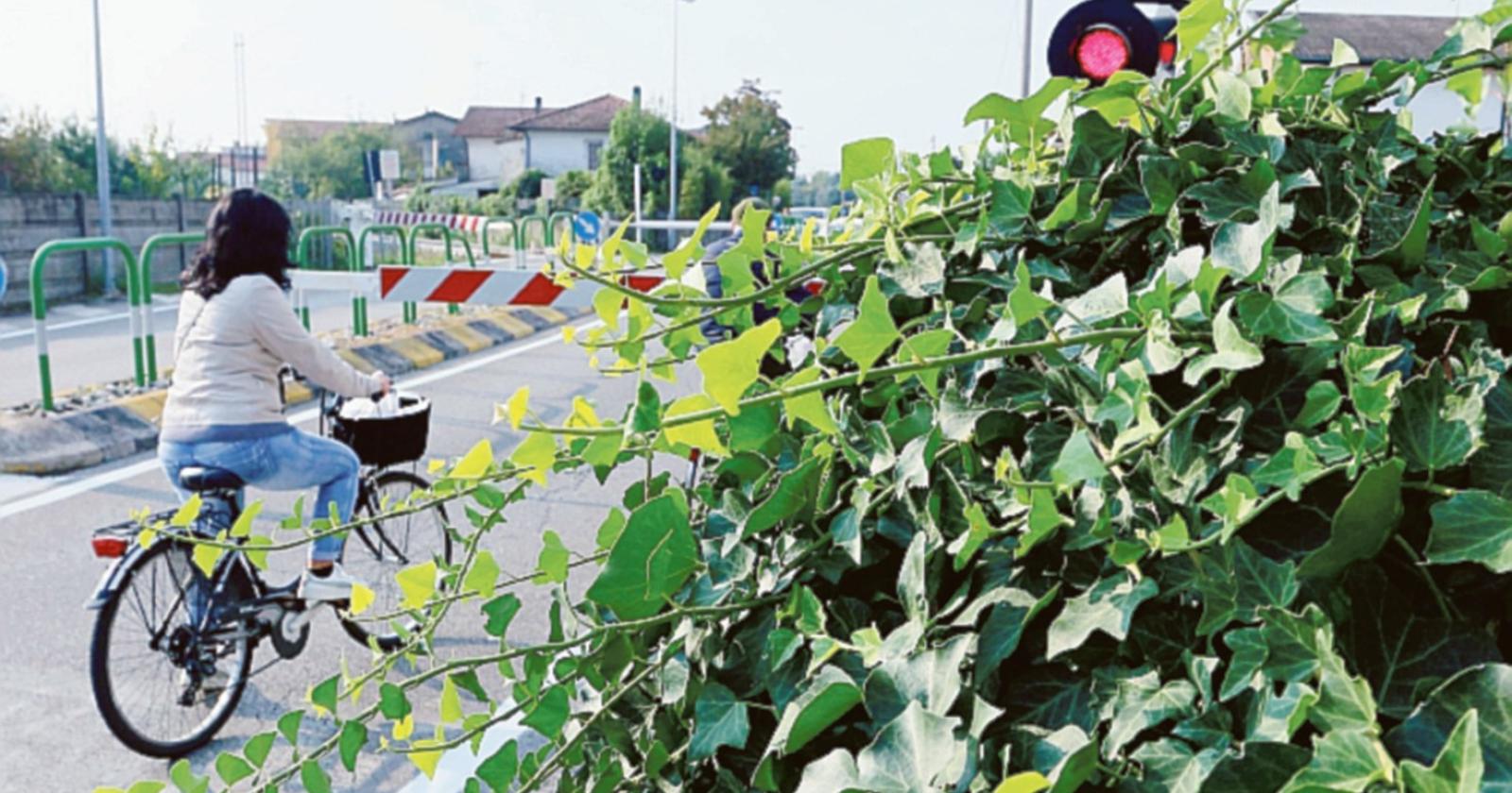 Un giardino senza regole: le piante invadono la strada