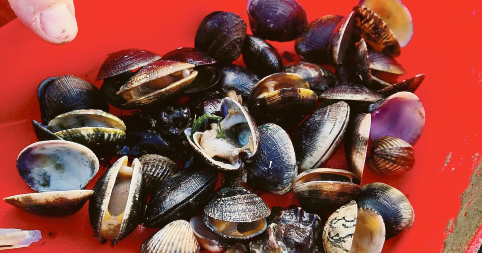 Ok alla taglia minima delle vongole