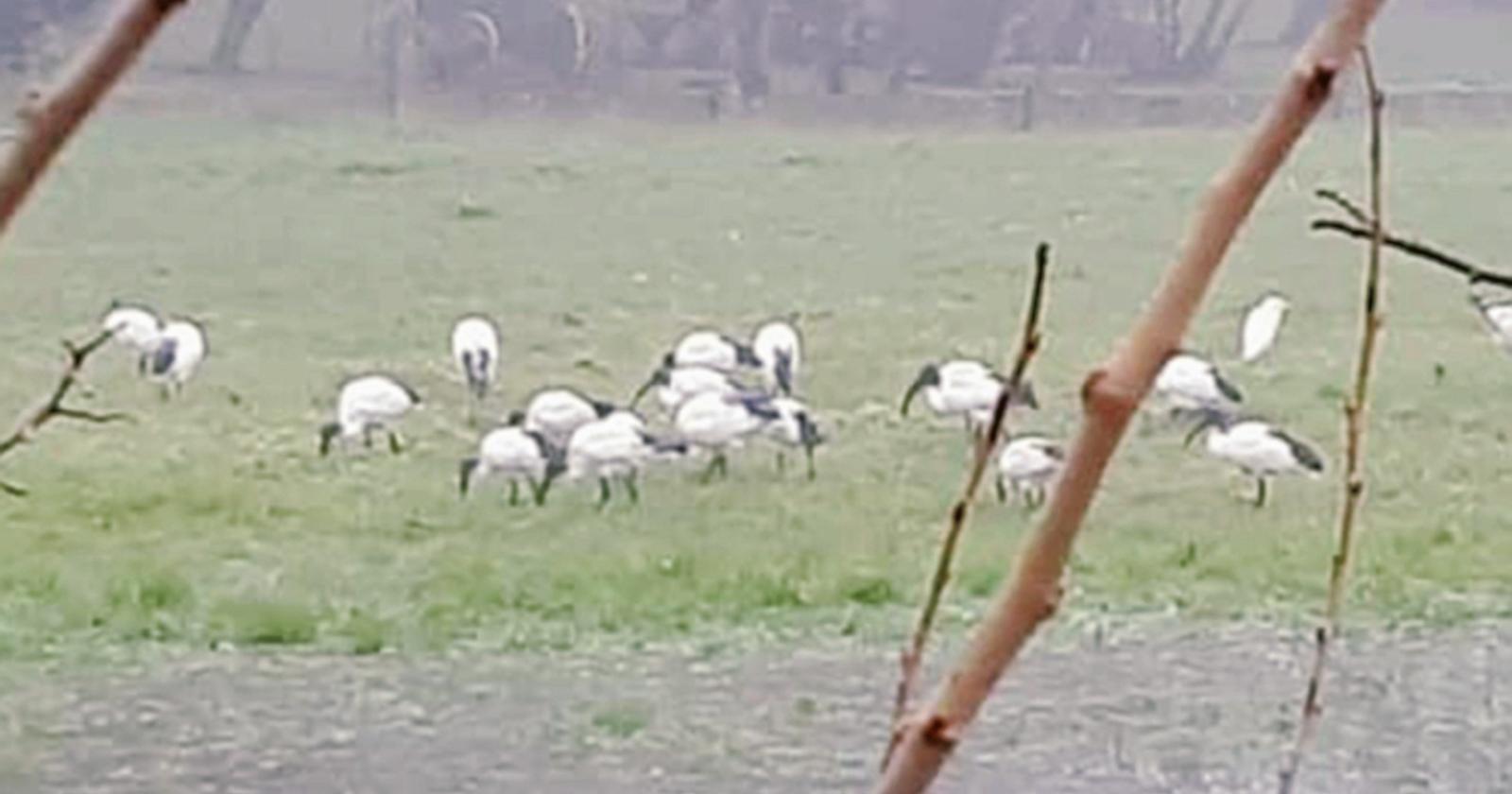 L’ibis sacro del Nilo fa capolino nel centro di Badia Polesine