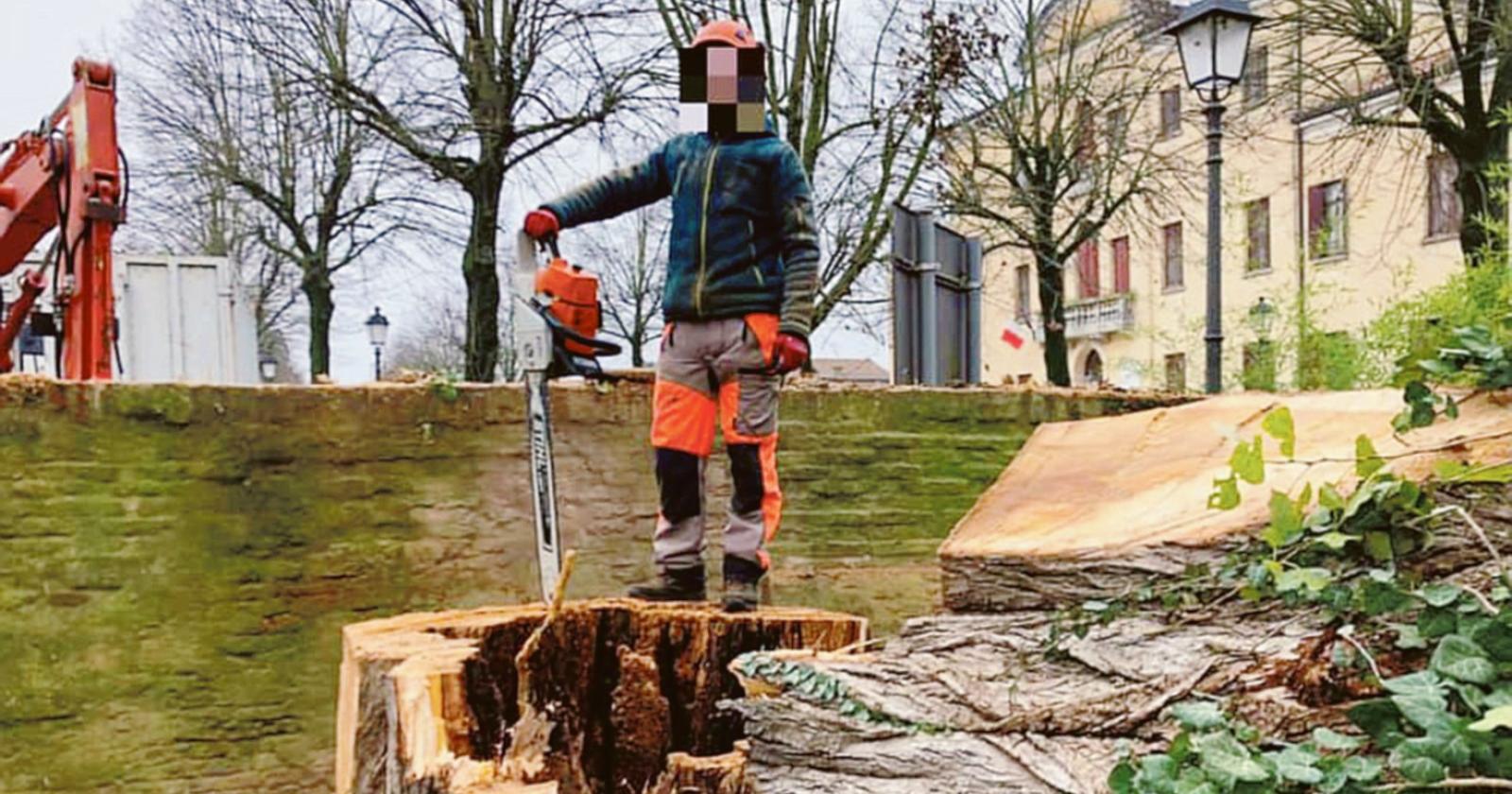 Potature e abbattimenti al via: arrivano i "tree climbers"