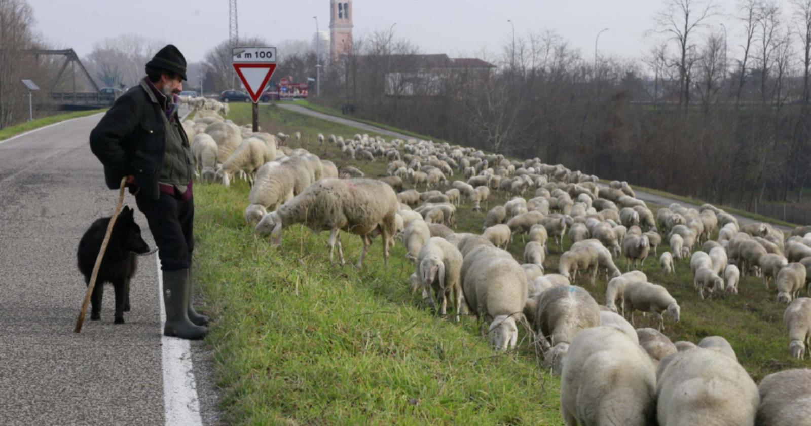 Ottocento pecore lungo l’Adige