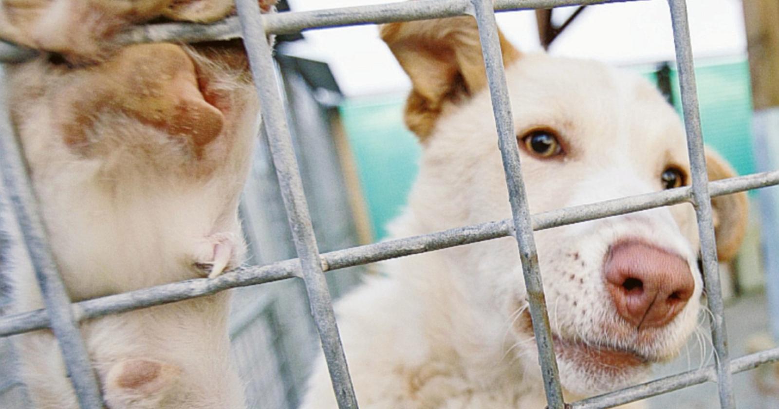Arriva l'ordinanza contro i botti per proteggere gli animali