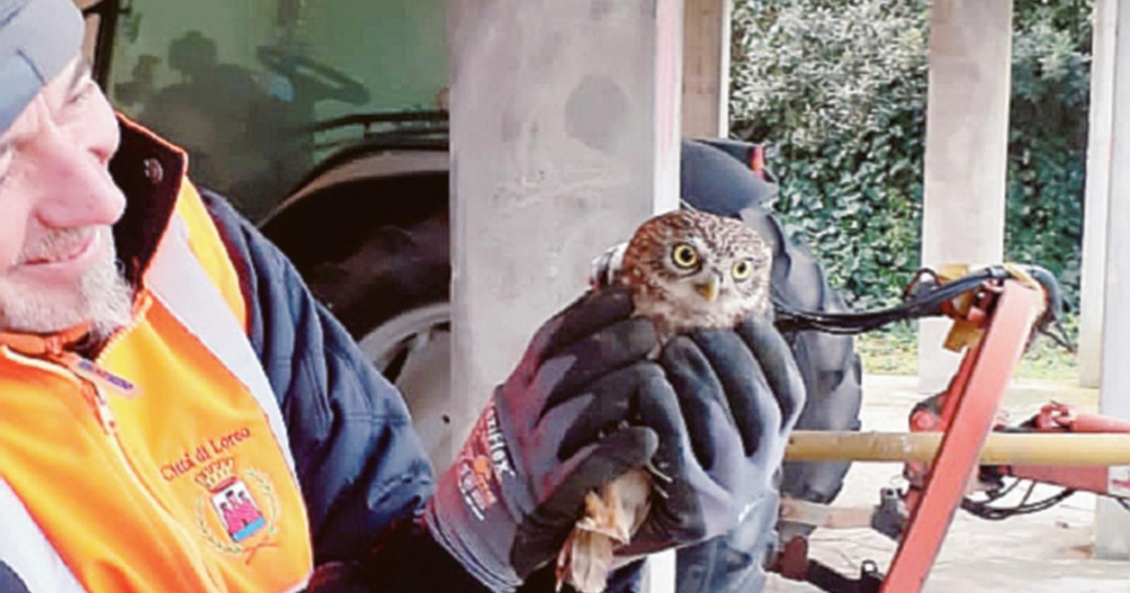 Salva la civetta intrappolata nella ventola