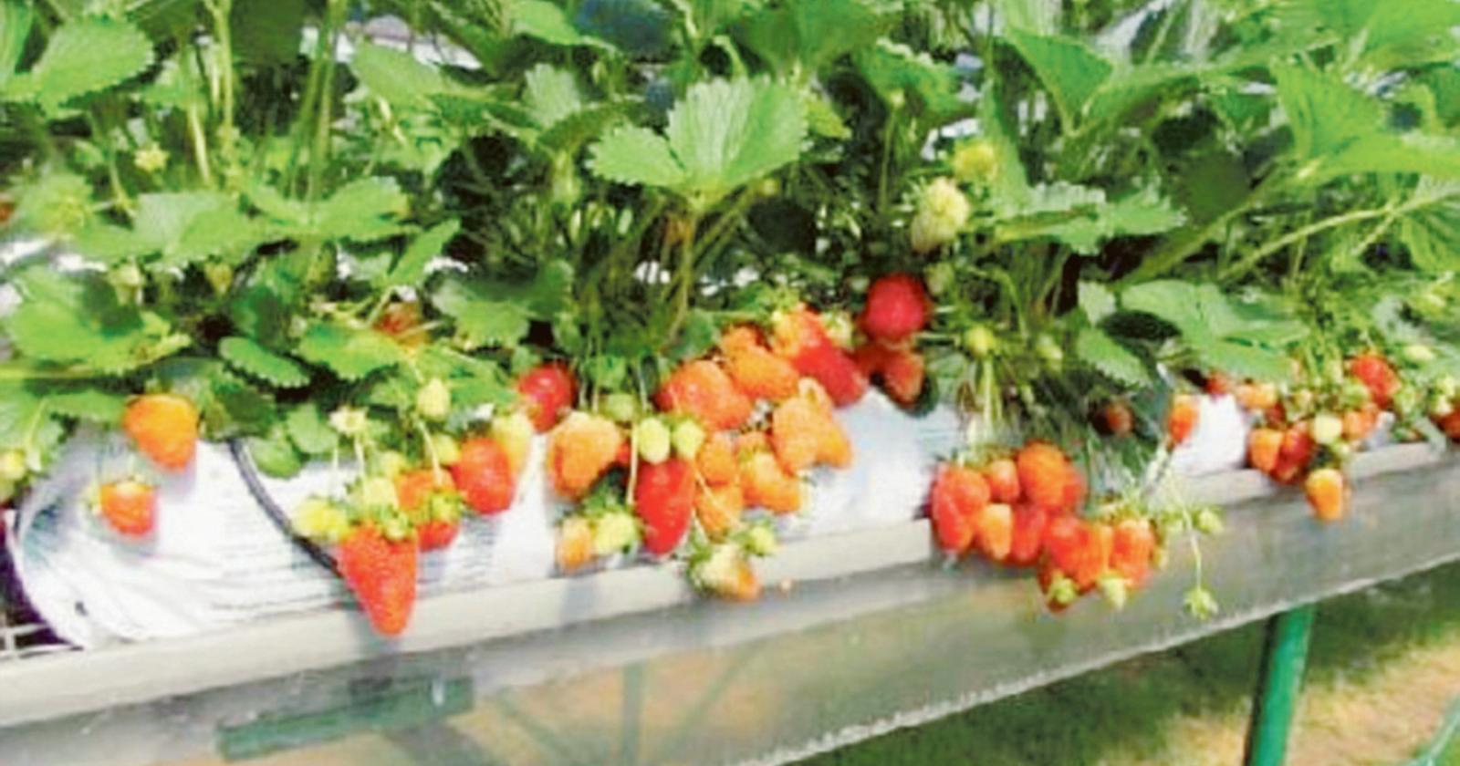 La pandemia non ferma innovazione e sostenibilità nell'ortofloricoltura