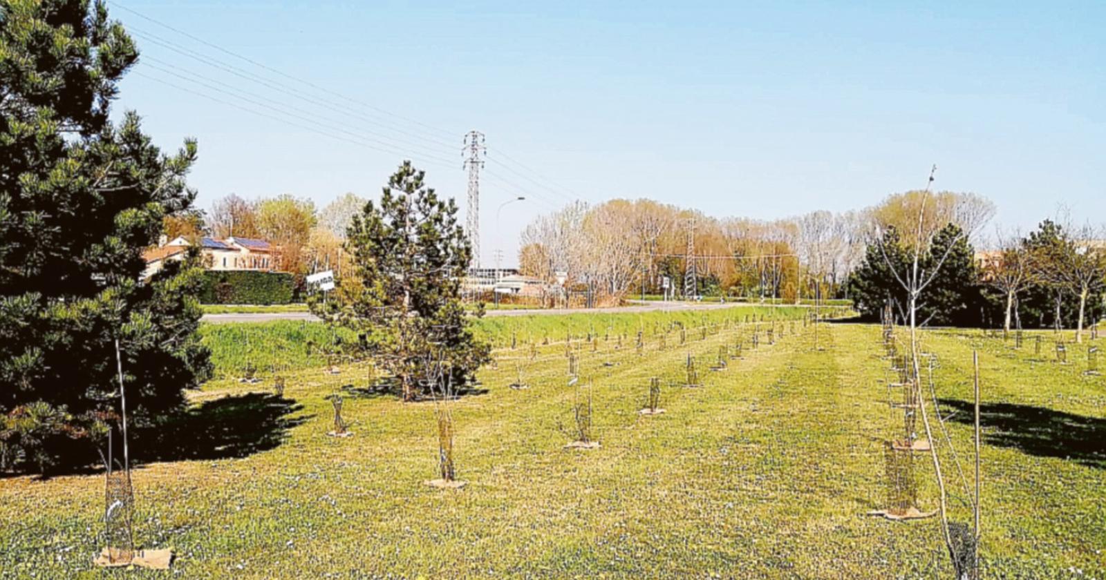 Un bosco di 600 piante a Rovigo