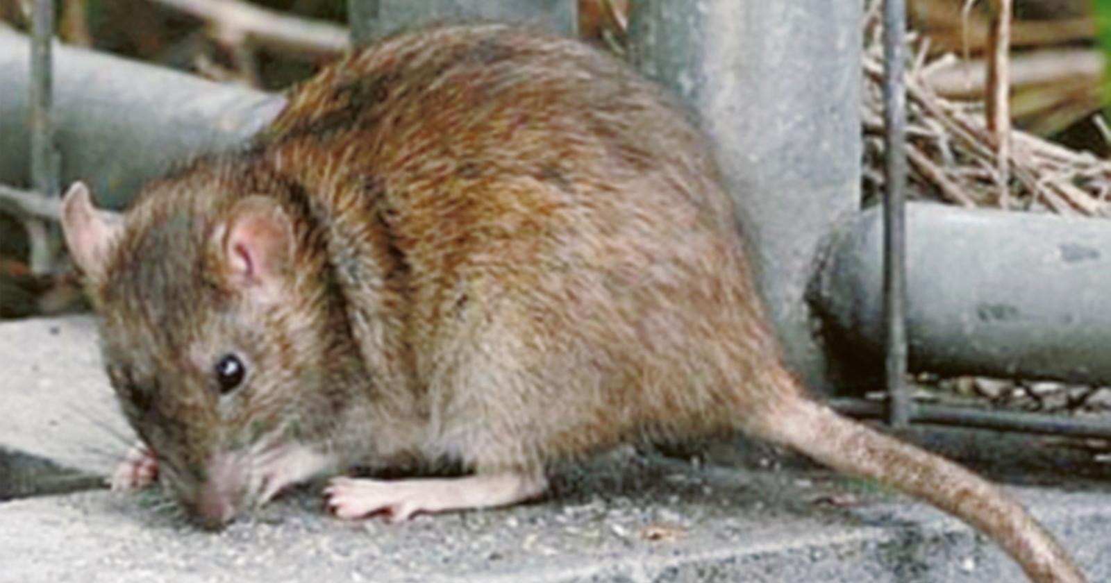 Offensiva contro ratti e bisce