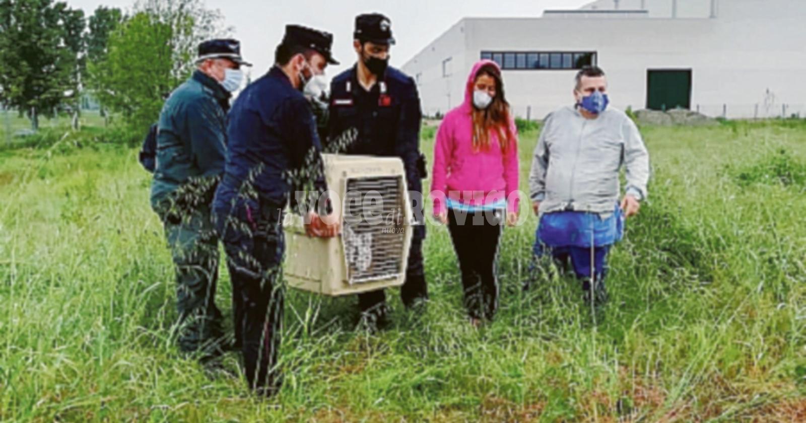 Un altro capriolo scarrozza per la città