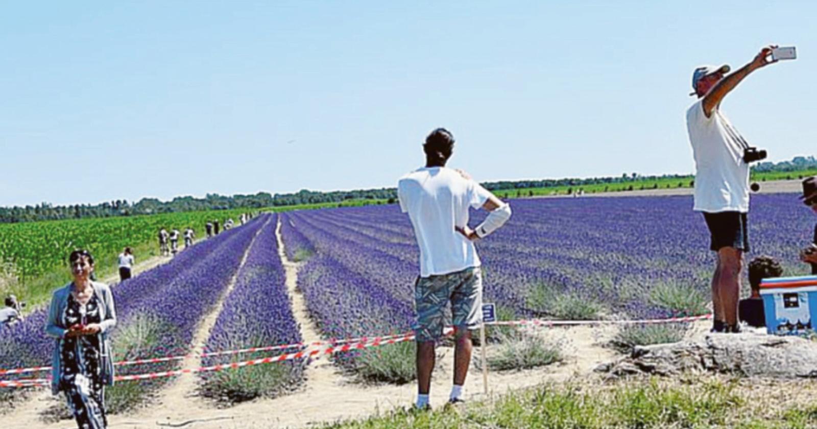 Quest’anno, lavanda in ritardo