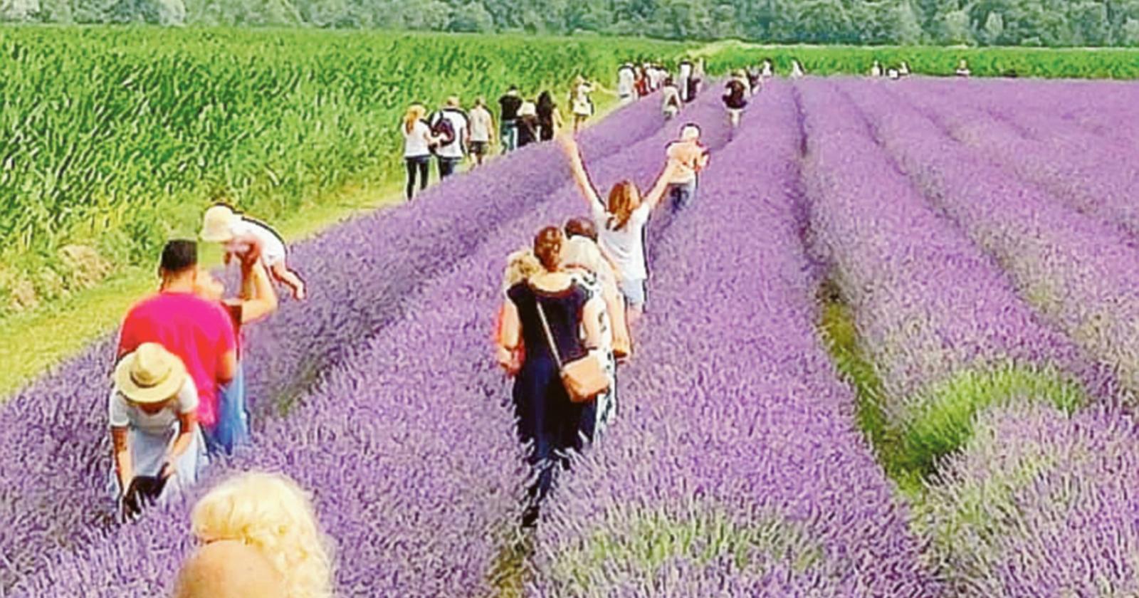 Pieno di turisti per la lavanda di Ca' Mello 