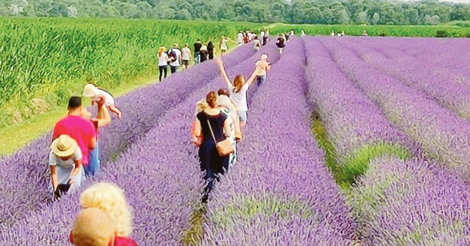 Alta marea per l’oceano viola!