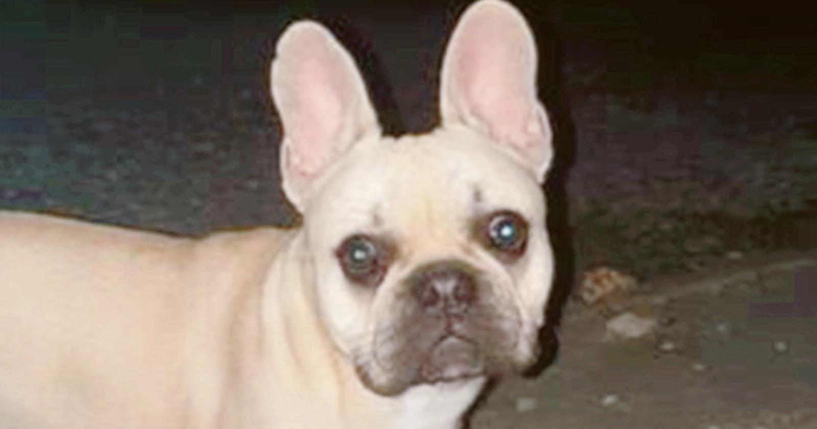 animali  cane  scomparso  lendinara  rovigo   canda