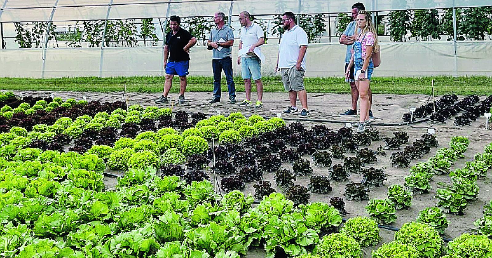 Agricoltura, tutti a lezione di...pomodori