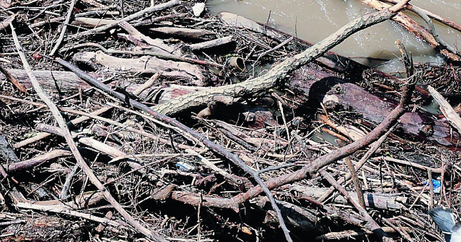 Una foresta di tronchi sull’Adige