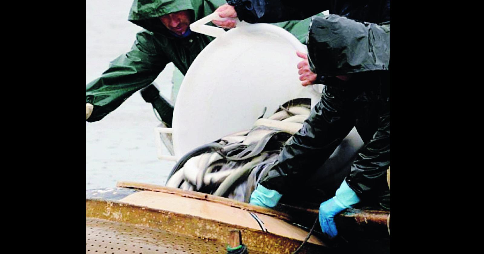 Sos per le anguille del Polesine