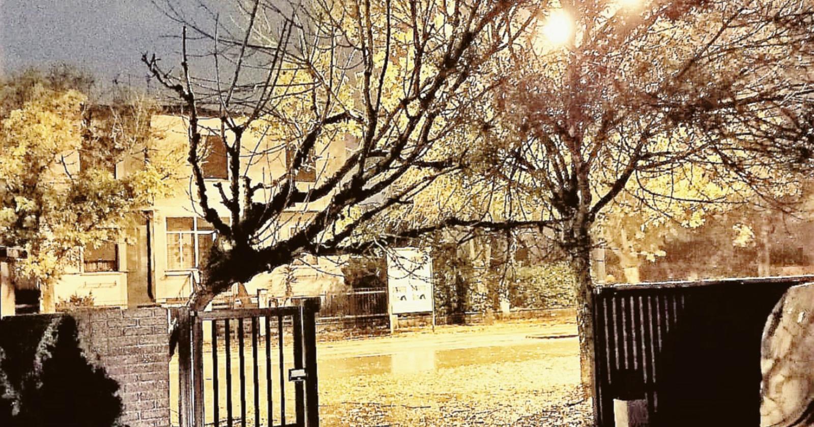 Crolla un altro albero in strada, residenti spaventati e preoccupati